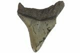 Serrated, Fossil Megalodon Tooth #74281-1